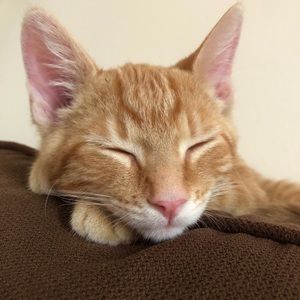 MEET MY FURRY CHILDREN!🐾